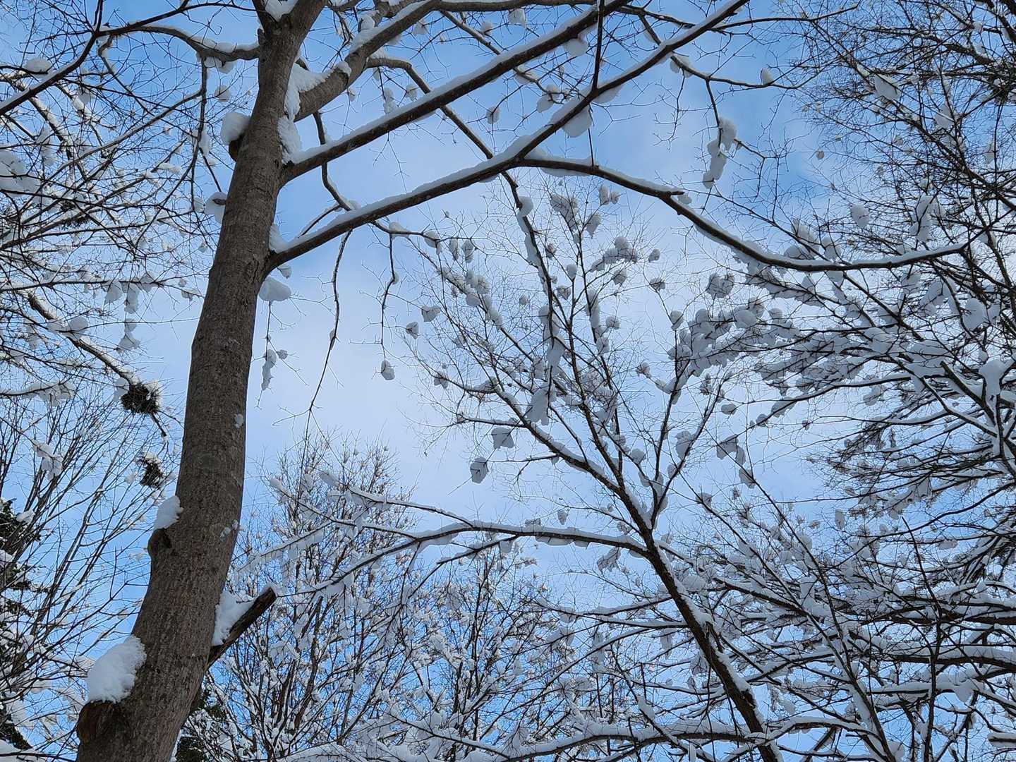 晴れ間も見えてきました。枝に果物がなってるみたい。