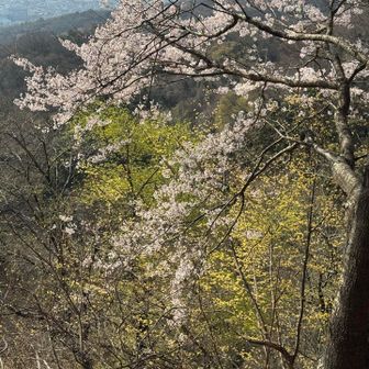 桜ロード🌸*･