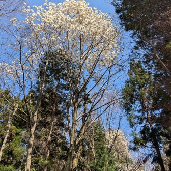 背の高いこぶし