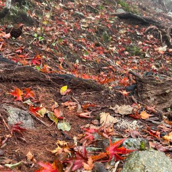 1ヶ月後には落ち葉の絨毯になるかな？🍂