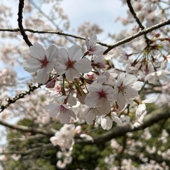 今年もひとりお花見🌸楽しみました✨