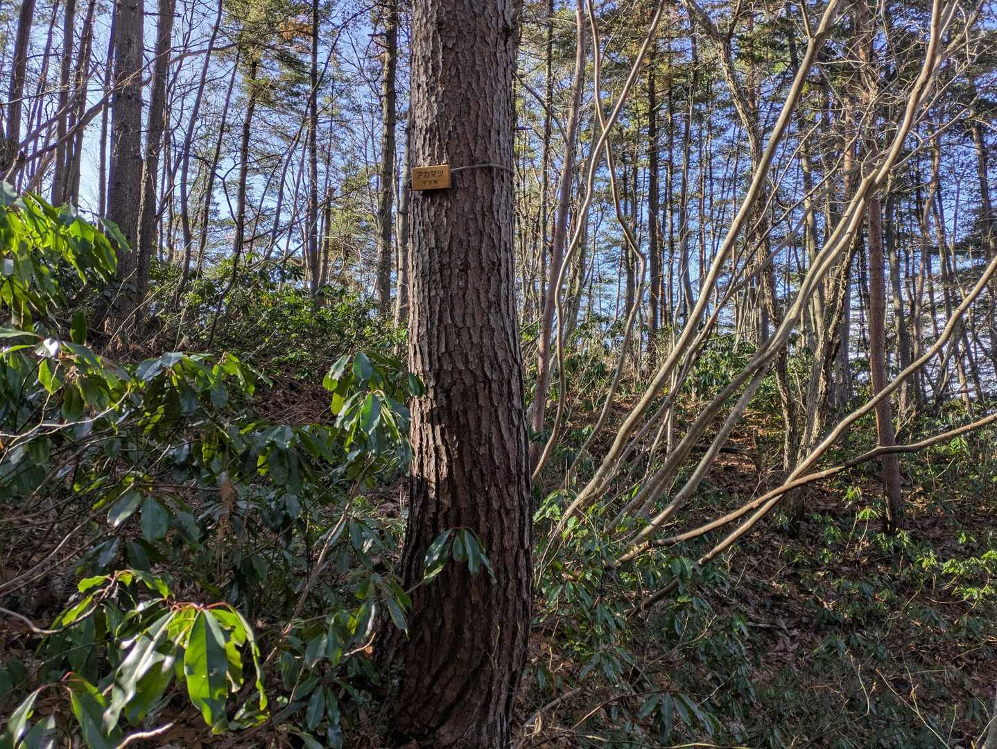 樹木のことも教えてもらいながら下山(ง ˙ω˙)ว