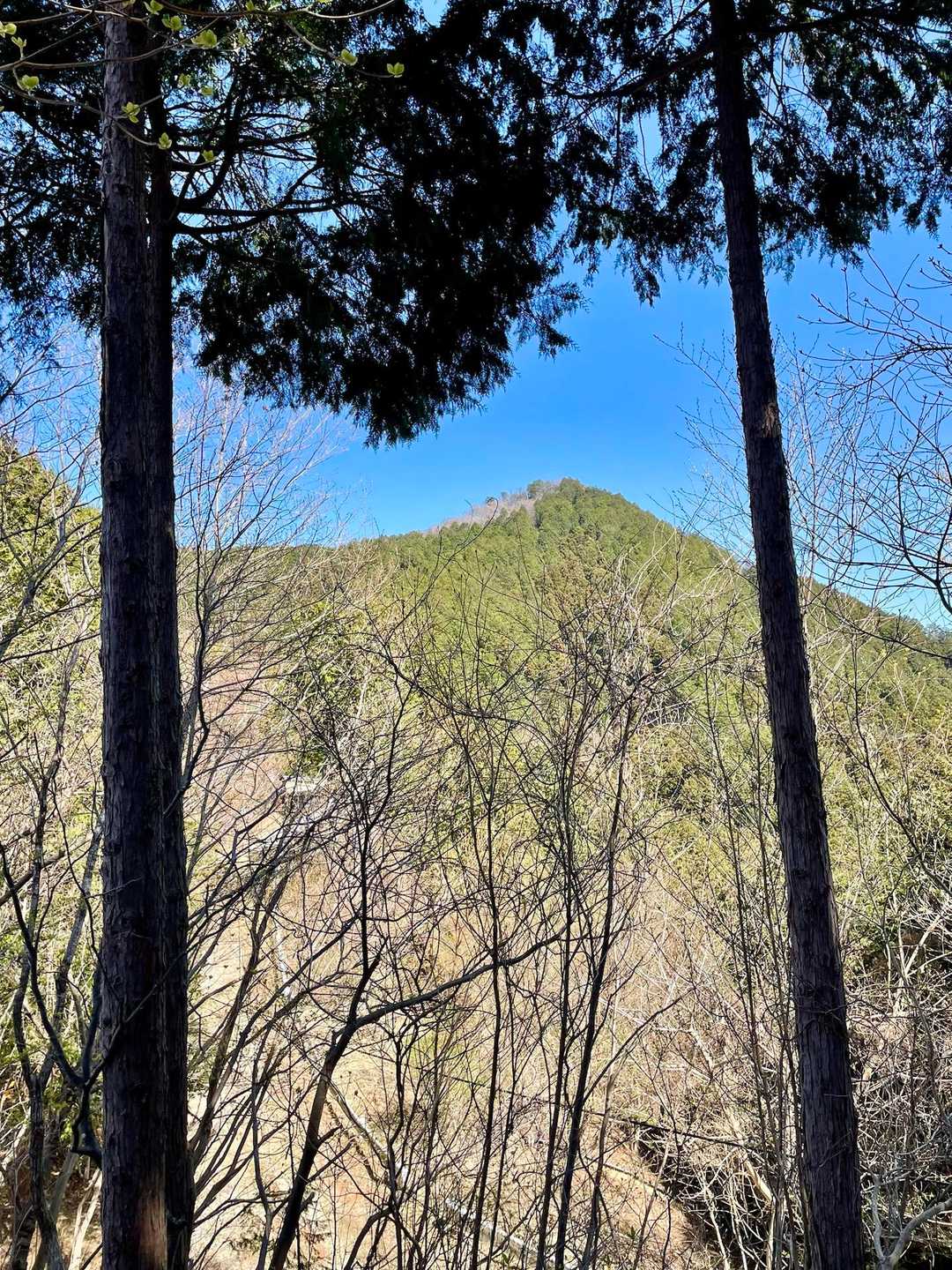 木の間から笠山が見えます⛰️