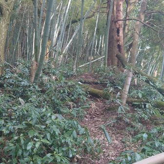 天神山山頂より奥にも登山道🤔　この先へ進むも遊歩道と合流しない事が分かり山頂へ引き返しました！　プチ遭難⁉️プチルーファイ‼️竹林尾根歩きを楽しめます🤠👍💚
