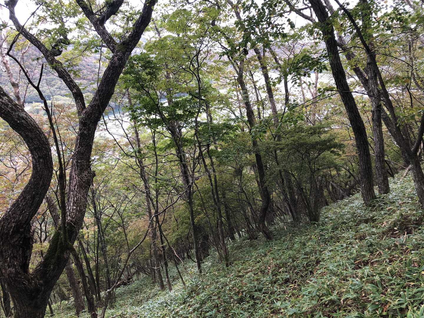 赤城駒ヶ岳登山口-駒ヶ岳-黒檜山 往復コースの写真