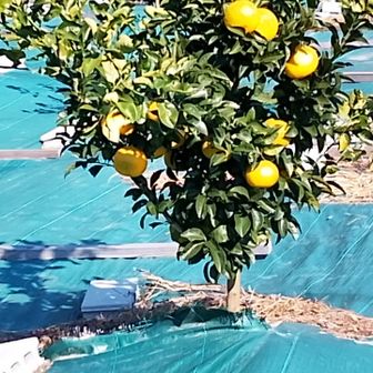 中腹で女性に頂いたミカン美味しかった〜✌️
これとおんなじかも？