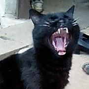 ネブド・カノサカ