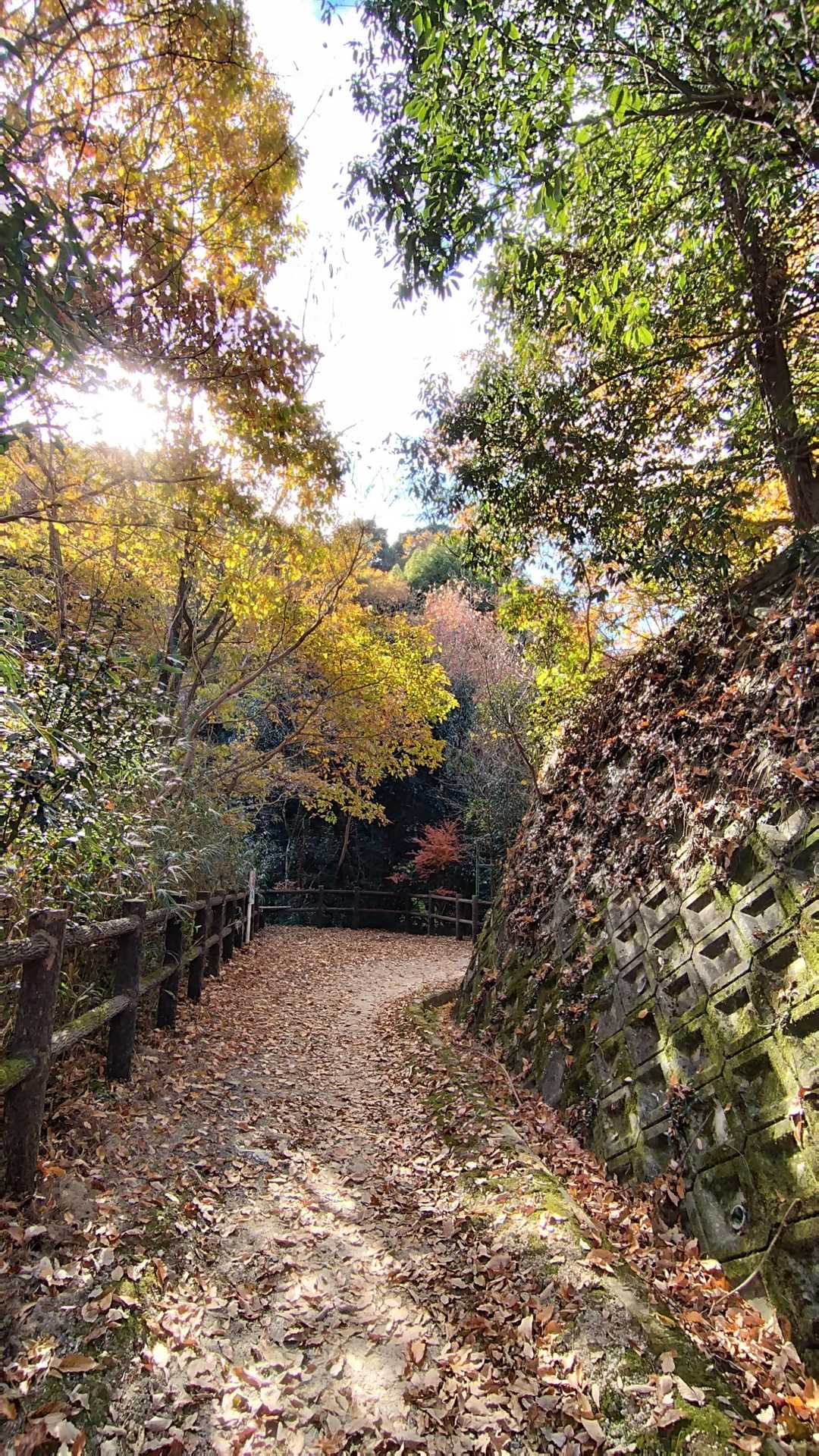 国見山登山口-国見山 往復コースの写真