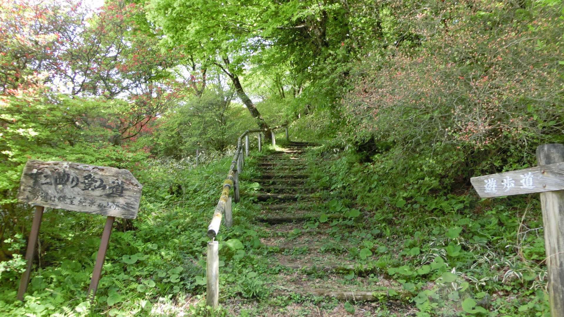 山頂までの階段。ここはまだ蕾ですね