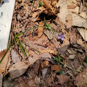 リンドウではなくスミレさん