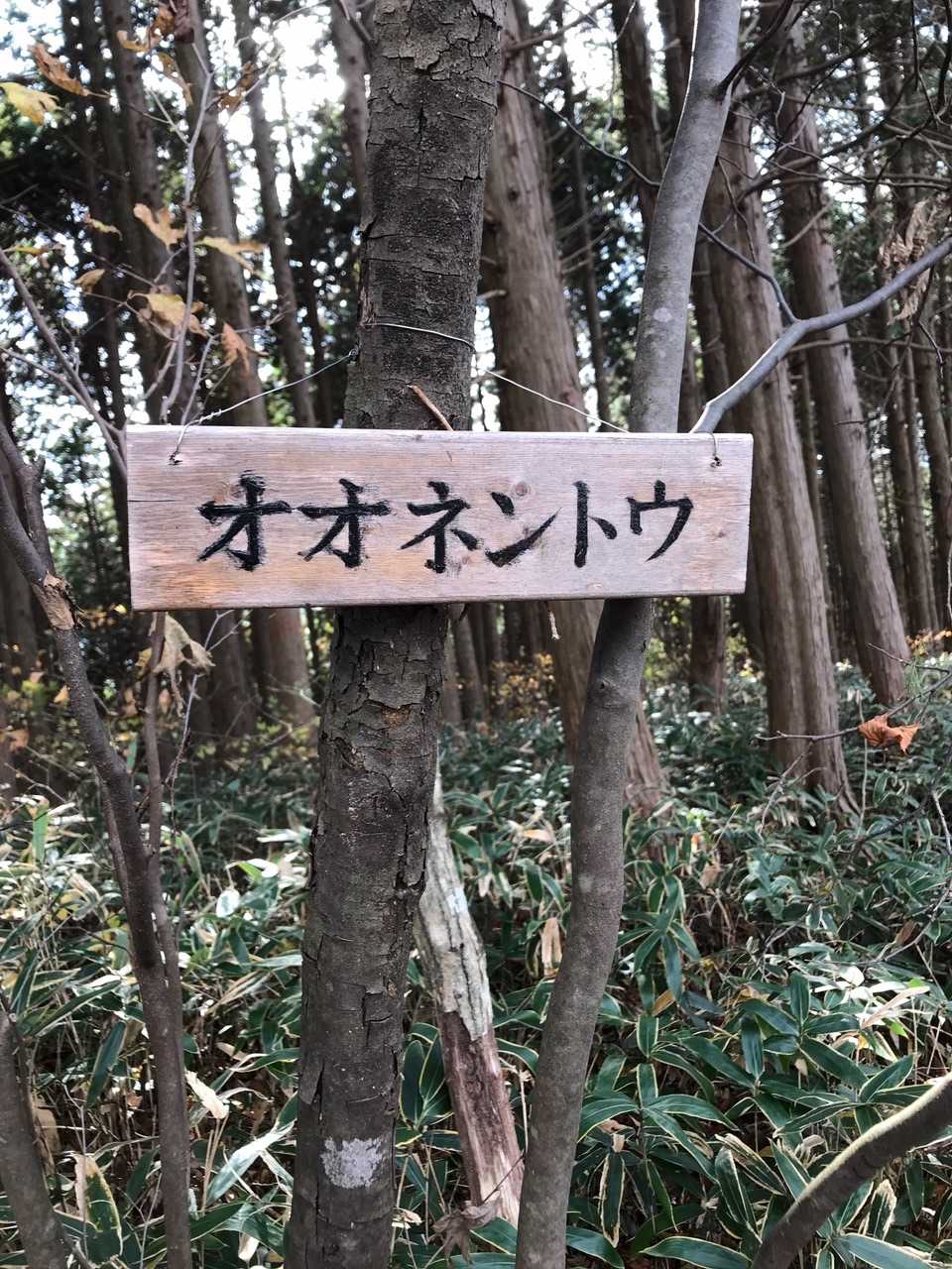 一息ついたら下山です　体力的に次は無いかなァ−  しっかり目に焼き付けました