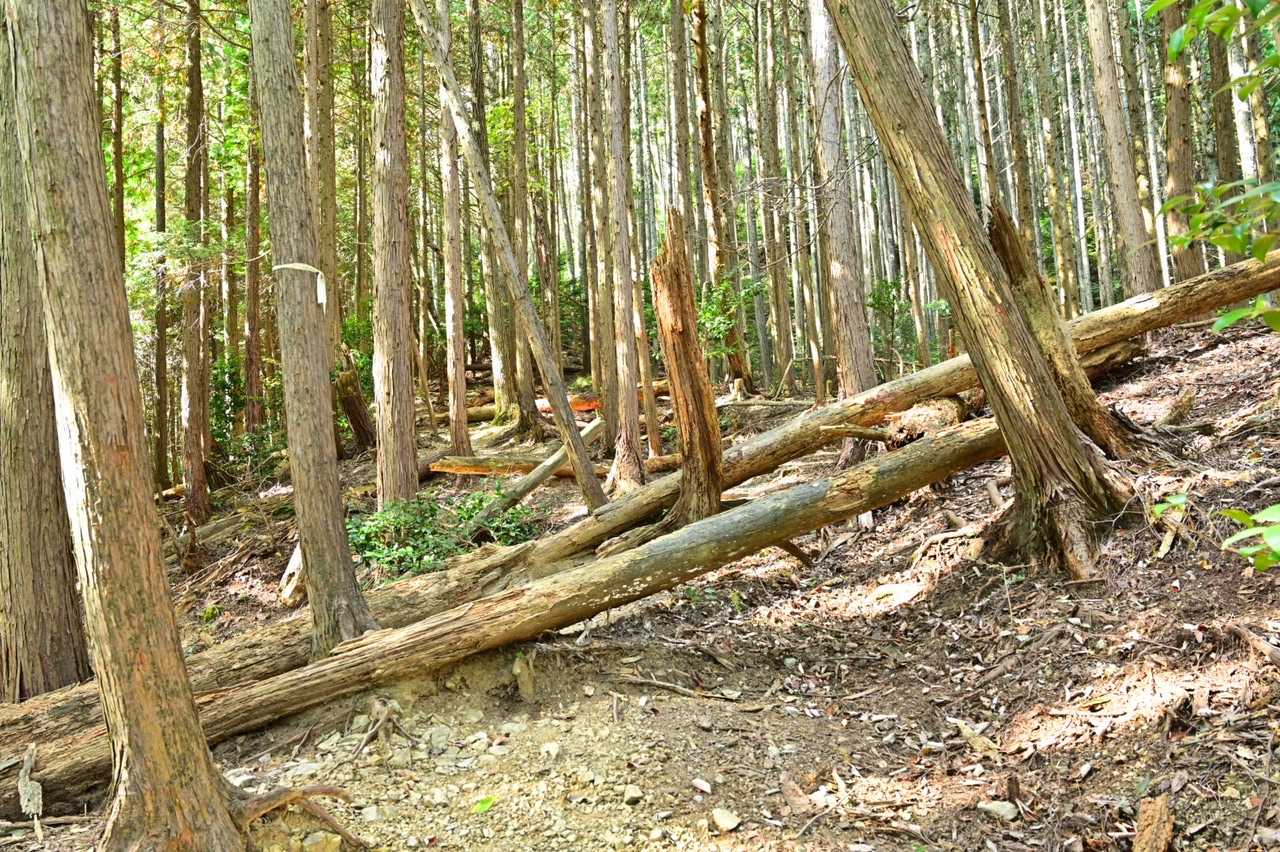 釈迦岳までの道のり倒木多い👀