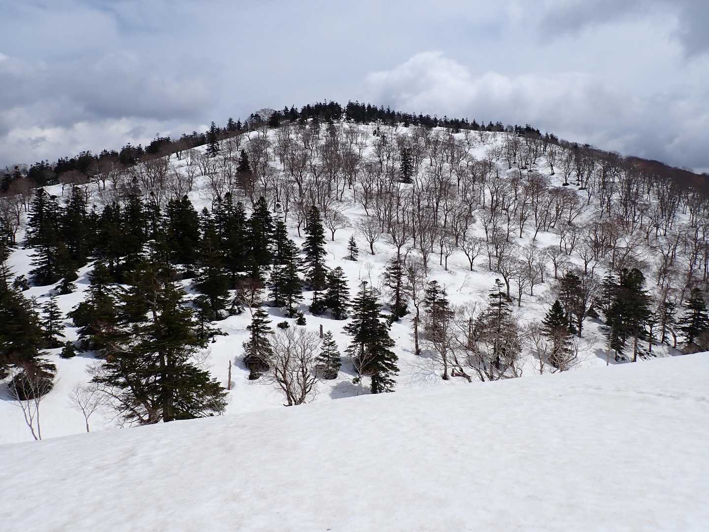 基部と山頂部はコメツガに覆われていますが途中はブナ林