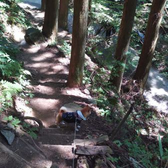 さてさて今日も寺谷から、ずっと登山者が気になり見下ろすわんこ