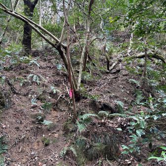 六甲山・長峰山・摩耶山 左側⬅️を高巻きします。
急登でここが第一の難関です