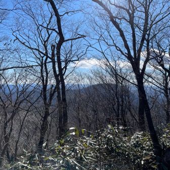 落葉してるんでなんとか見えます