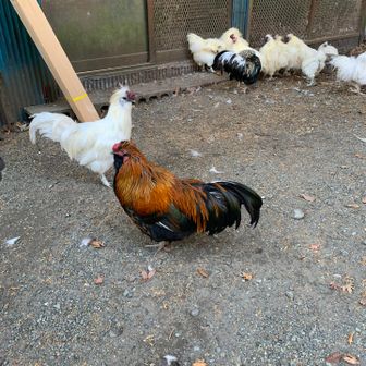 よく肥えた烏骨鶏に挨拶してから山へ