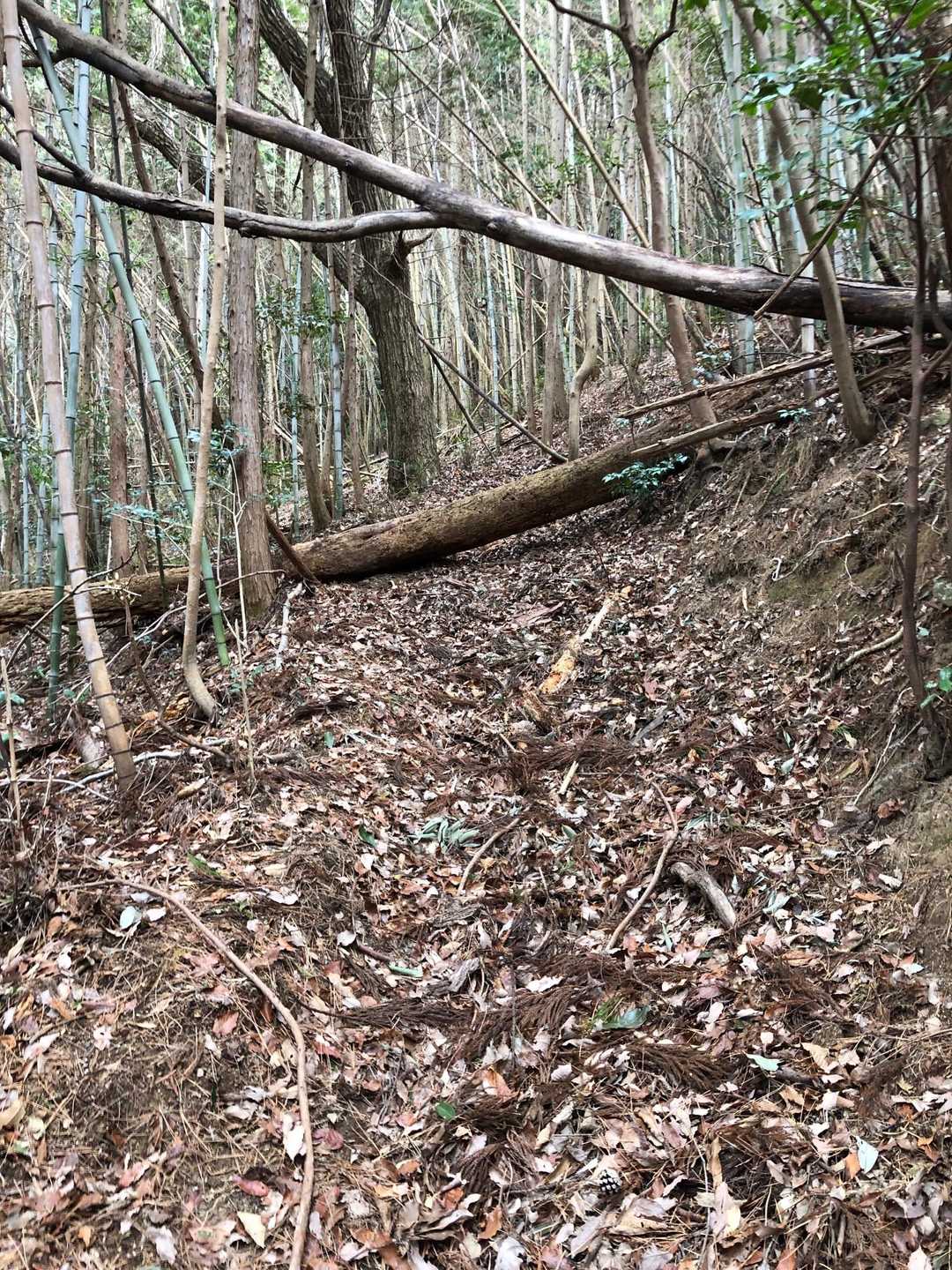 少し荒れ気味な道もあり