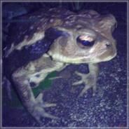 どっかのトムさん