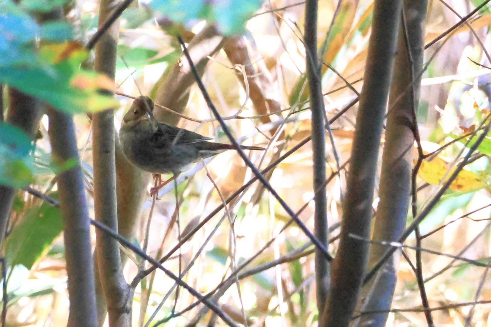 今回唯一の鳥写真
クロジ？
茂みの中を沢山移動してました。写真に収めるのが難しい。