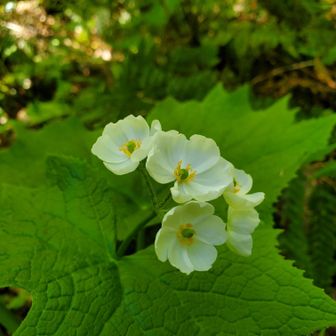 山カヨウ(さや)