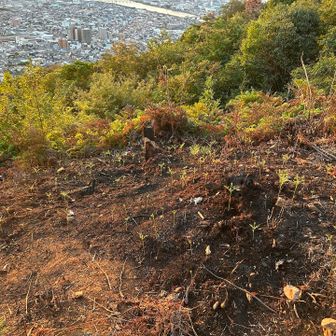 焦げ跡があります。
調べてみるとちょっとした山火事があったそうです。