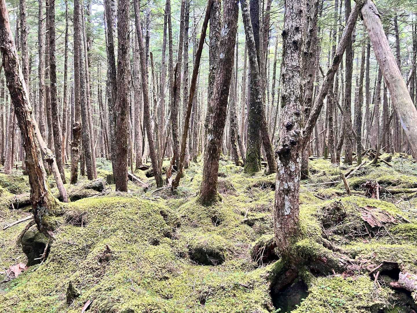もののけ姫の世界ですね〜