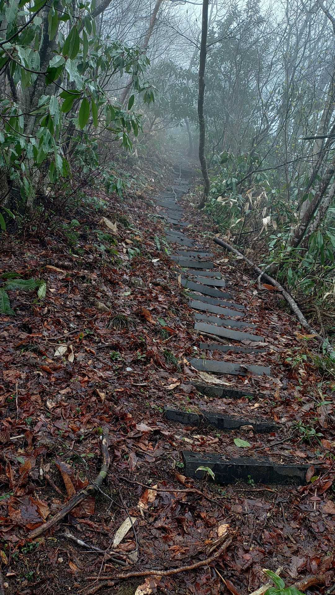 出た〜久し振りの急登🦵
無心で登る🫥