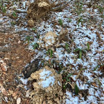 蜂の巣　崩れてるがデカい・・
