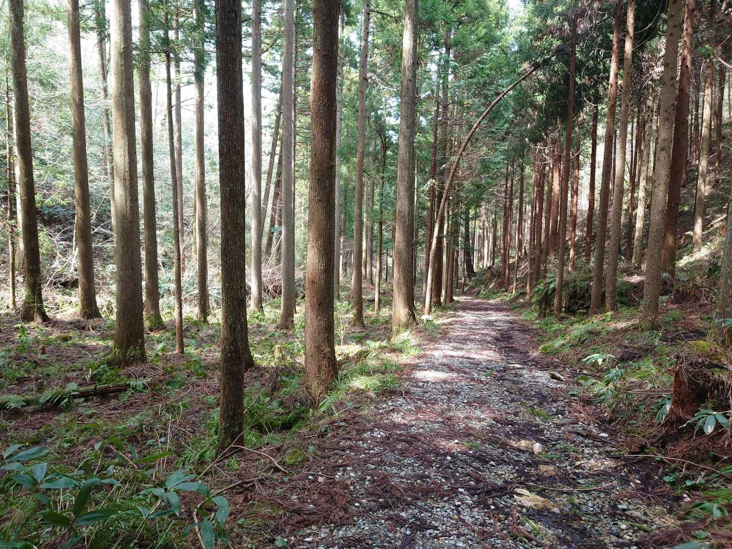 西ノ谷登山口-舟見平-鞍掛山-中ノ谷登山口 周回コースの写真