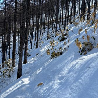 それなりの雪面も❄️
深い箇所で30㎝ほど
3シーズン靴でいきます