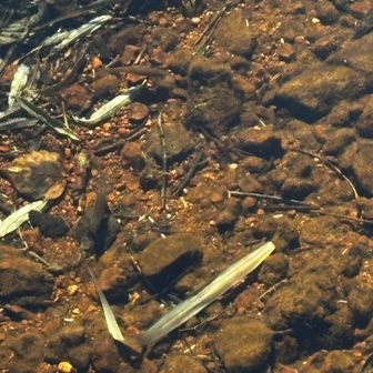 尾瀬沼に入る川の魚です。