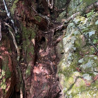 結構段差
木の根を掴んで登る