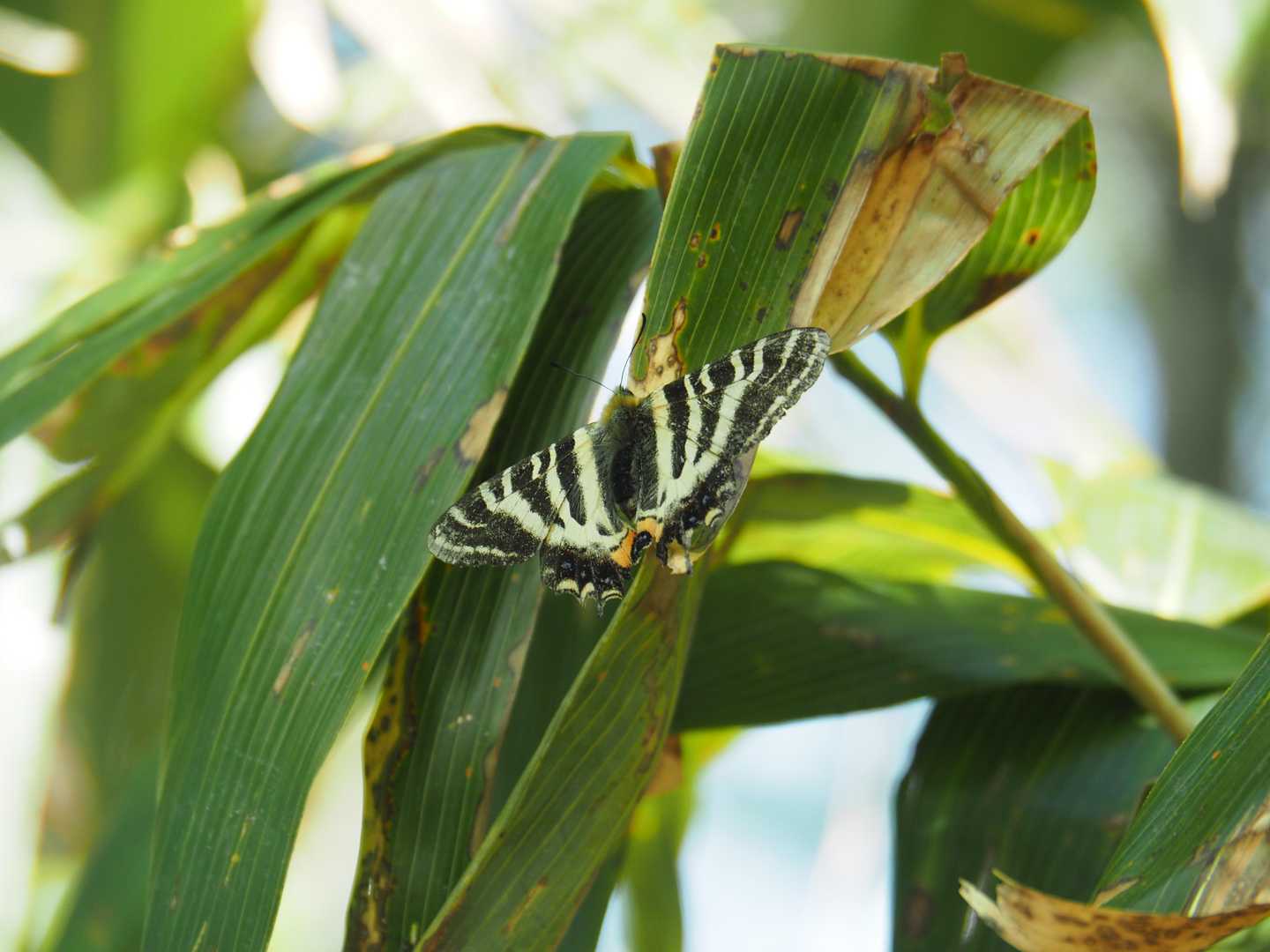 ギフチョウ⁉️