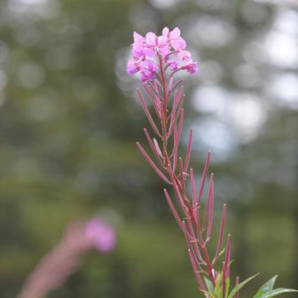 湯ノ丸山と烏帽子岳の鞍部、小梨平に到着。
まだヤナギランが少し花を残していた。