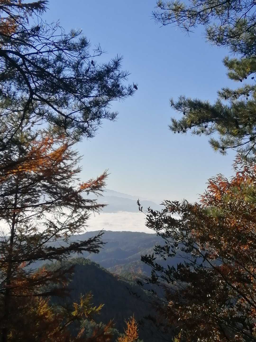 雲海がキレイ