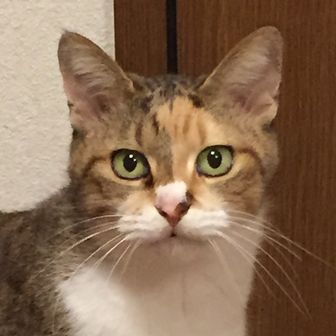 チューリップ