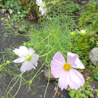 秋は訪花。香りも、