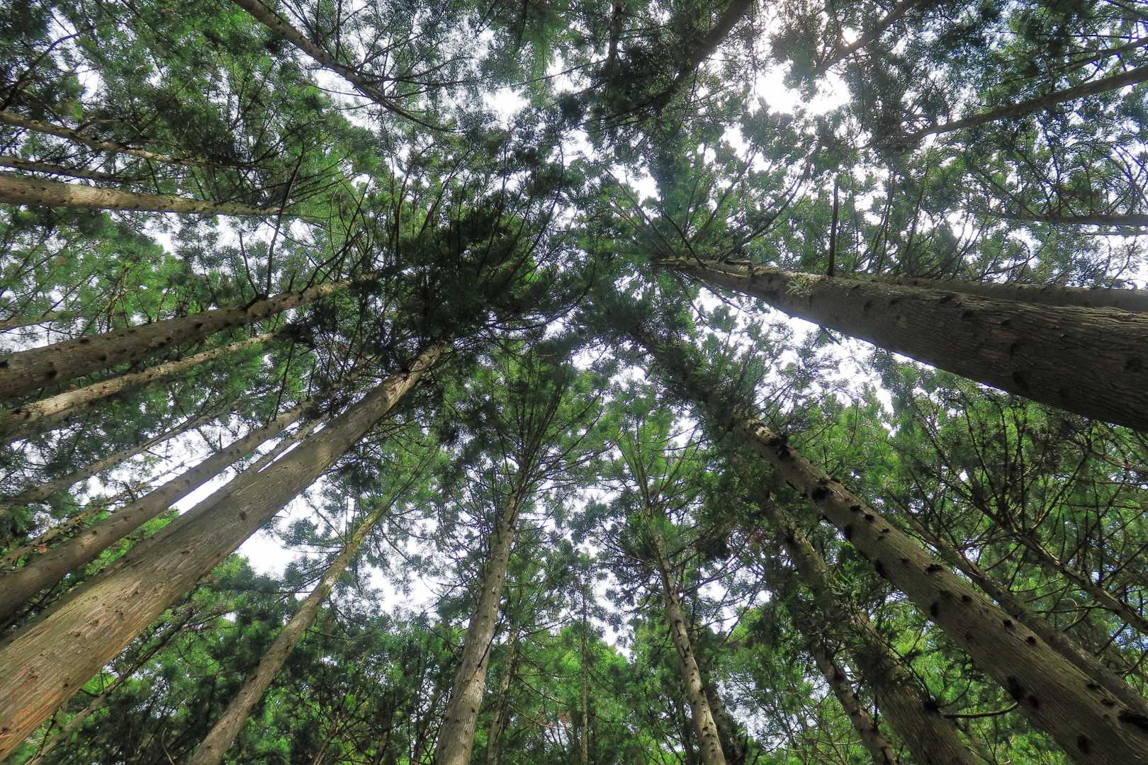 久薮登山口-秋葉山-津志嶽 往復コースの写真