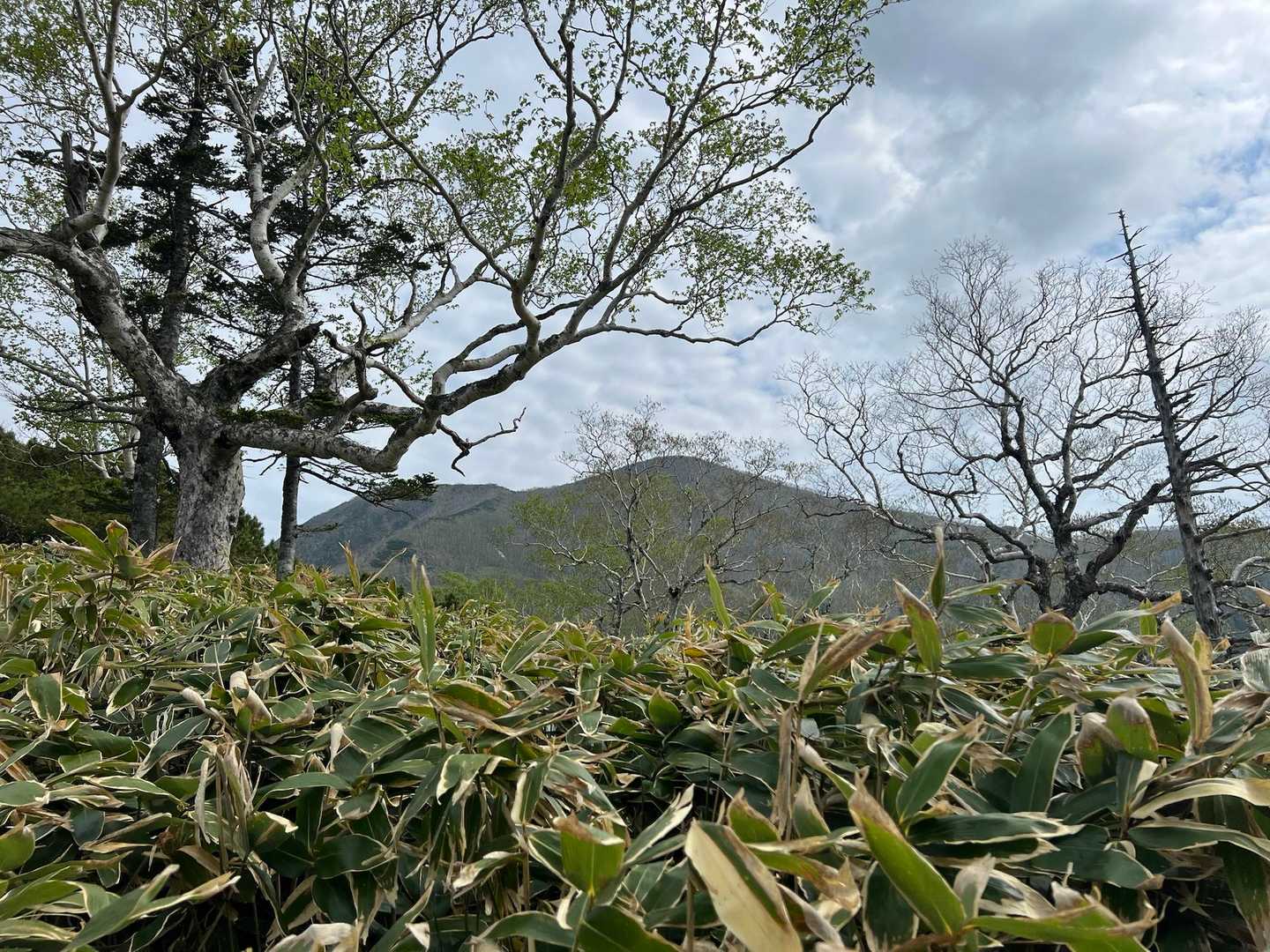 暑すぎなく快適に歩いていると山頂が近づいてきたよ