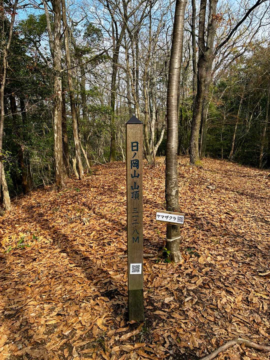 日岡山登頂🙌

眺望はないけど
落ち葉の絨毯と影がいい雰囲気🍂

後ろのヤマザクラは終わったばかり〜残念