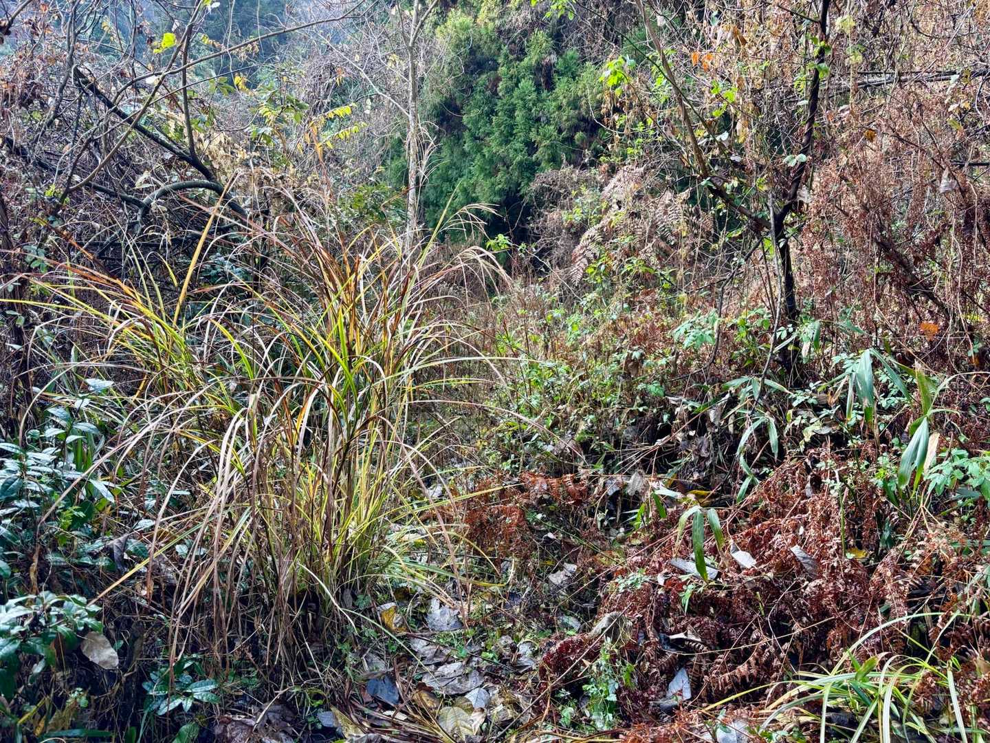入山まで薮だらけの道を進む
しかも嫌がらせのようにトゲトゲした植物が多い
親指と人差し指の指先しか露出してないのに、器用にそこに刺さって痛いのよ