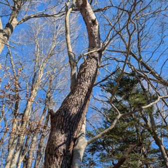 抱きついてる木