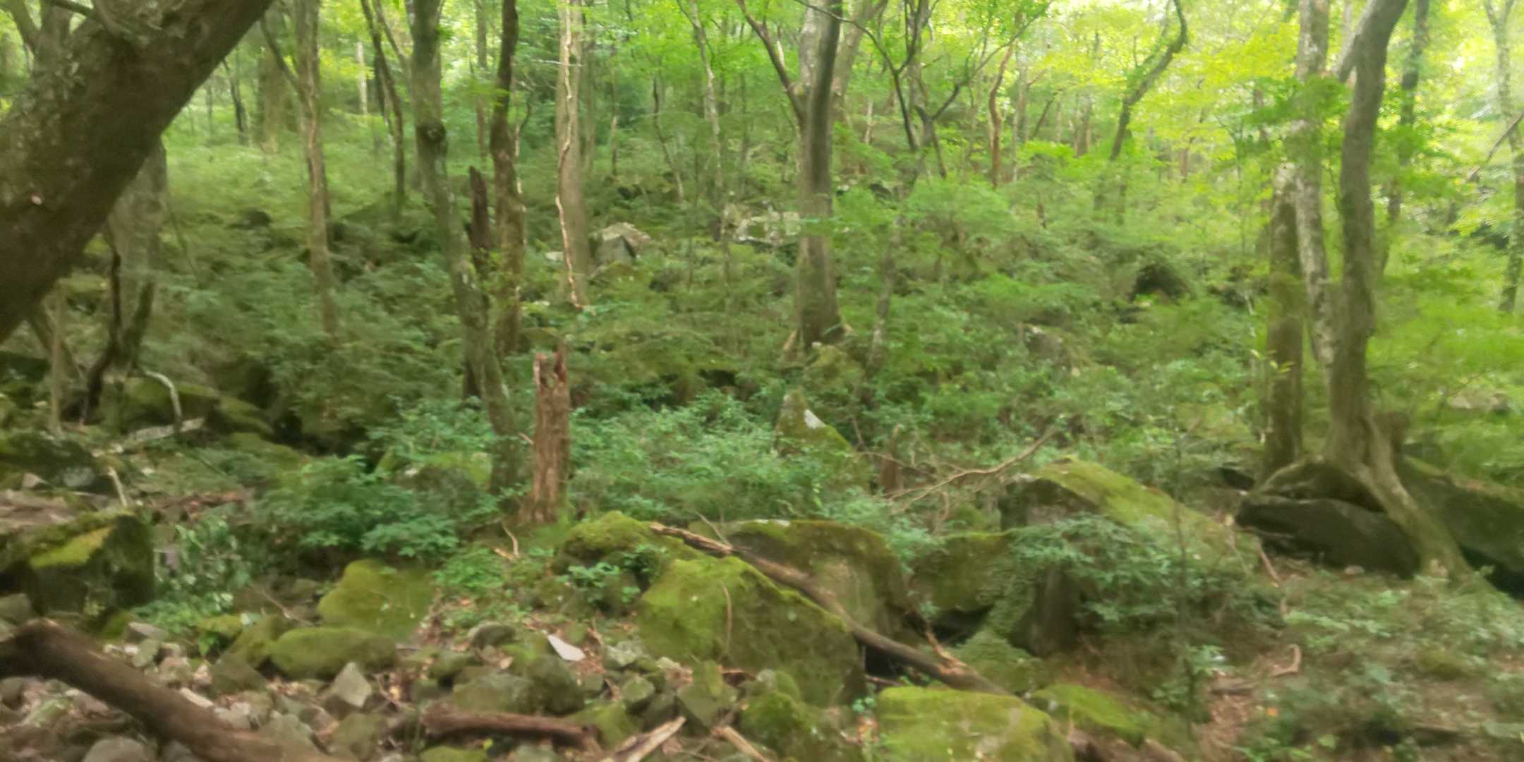 緑が綺麗😆