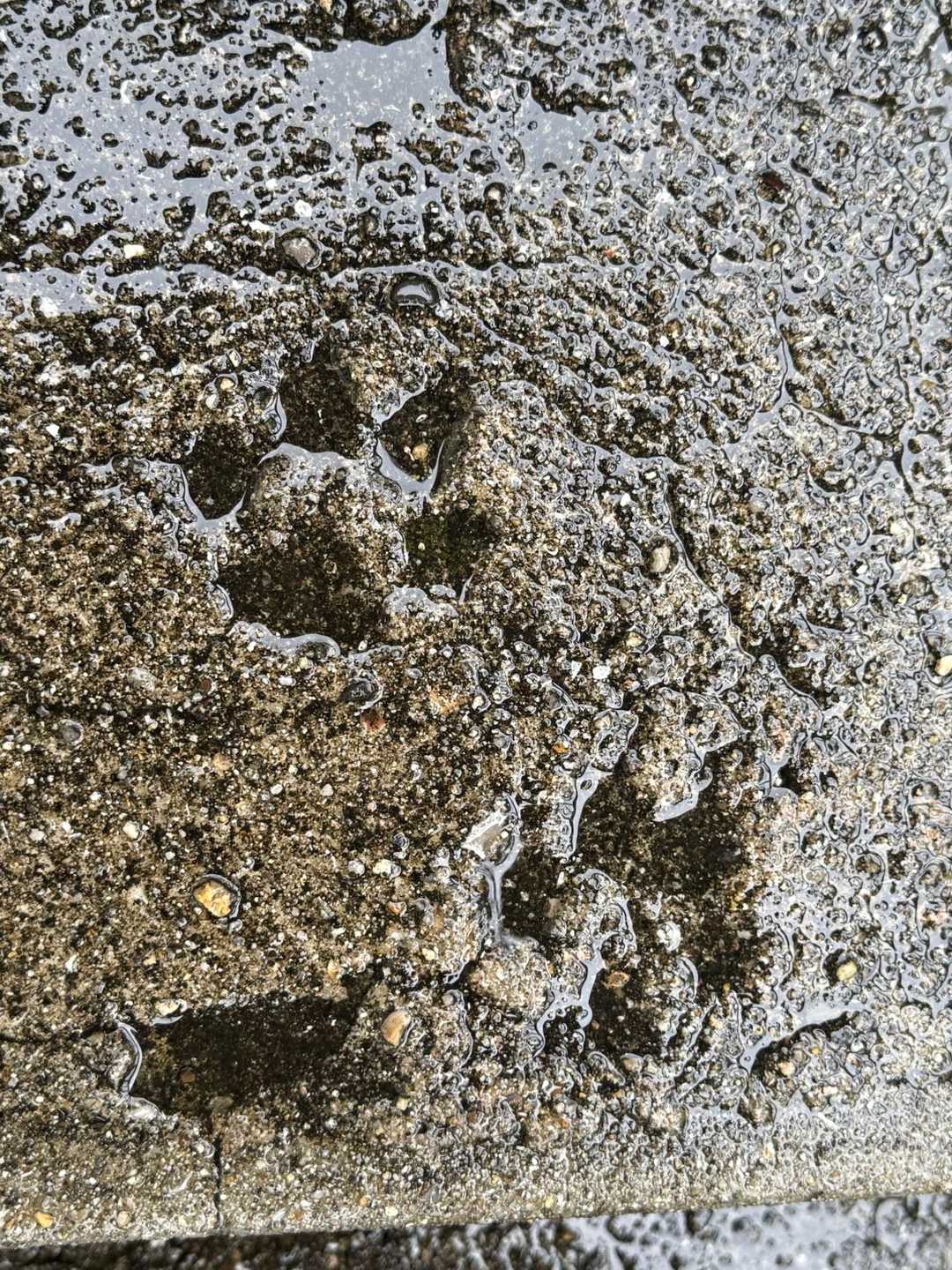 階段に猫の足跡🐾⁉️