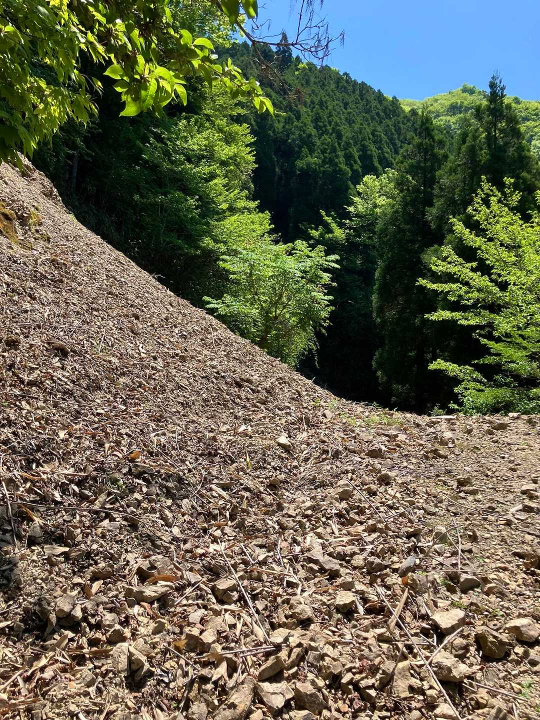 復路は、荒廃した林道へ。