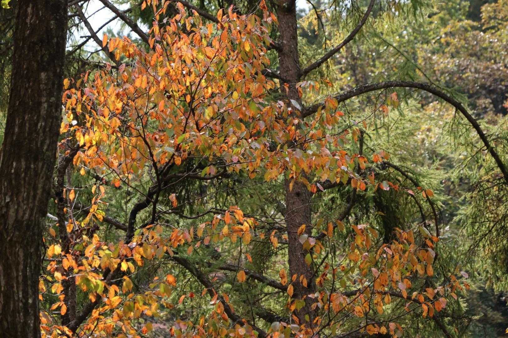 🍁
