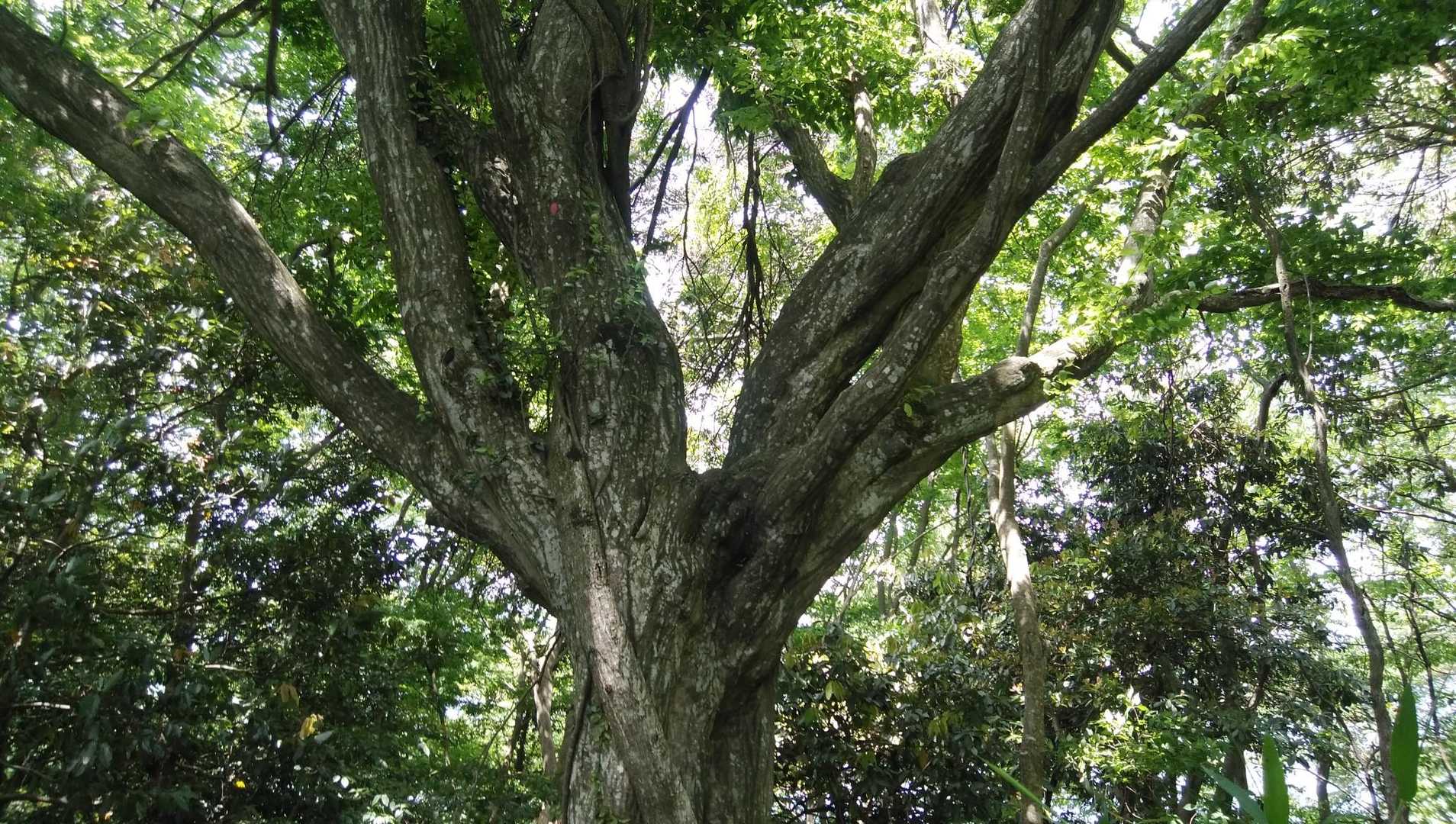 この登山最高の大木