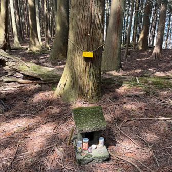 前半最後のピークの今野山
この辺りがいちばん荒れていました
お1組とすれ違いましたが、まさか人と会うとは、と驚かれる
しかも乗り換え中、だなんて言えやしないよ、ククク