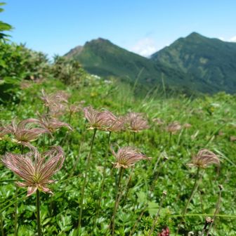 チングルマ果穂と新潟焼山・火打山🎵